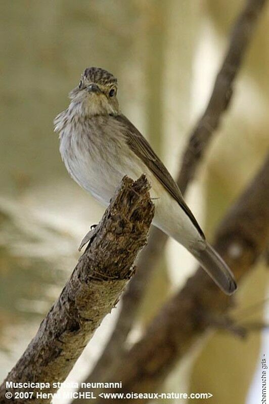 Spotted Flycatcher