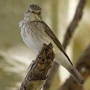 Spotted Flycatcher