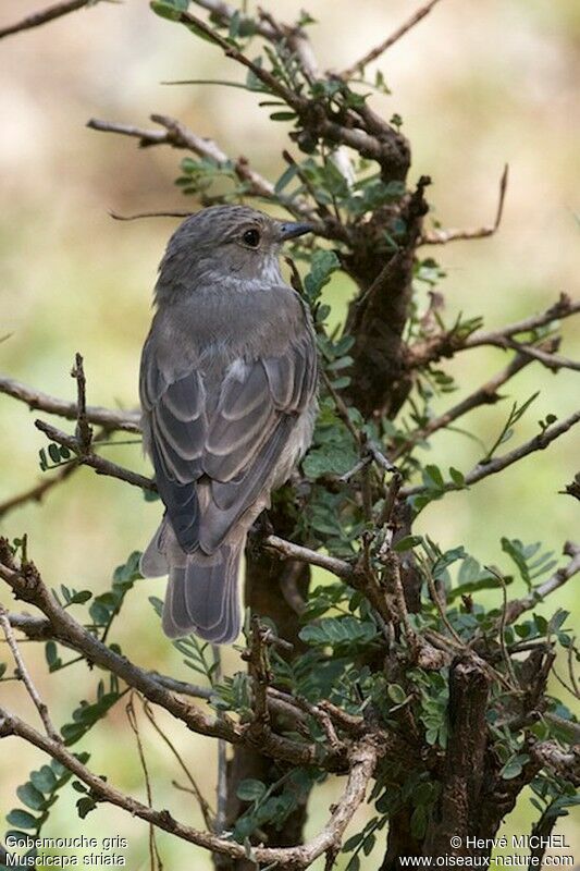 Spotted Flycatcher