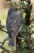 Spotted Flycatcher