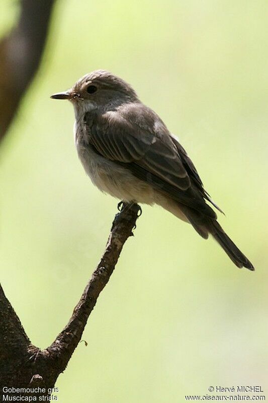 Spotted Flycatcher