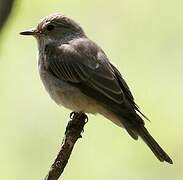 Spotted Flycatcher