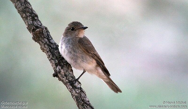 Spotted Flycatcher