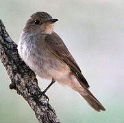 Spotted Flycatcher