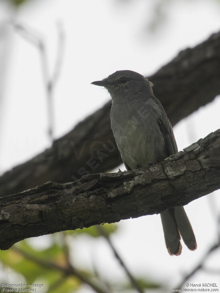 Grey Tit-Flycatcher