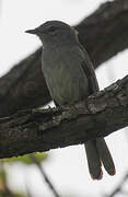 Grey Tit-Flycatcher