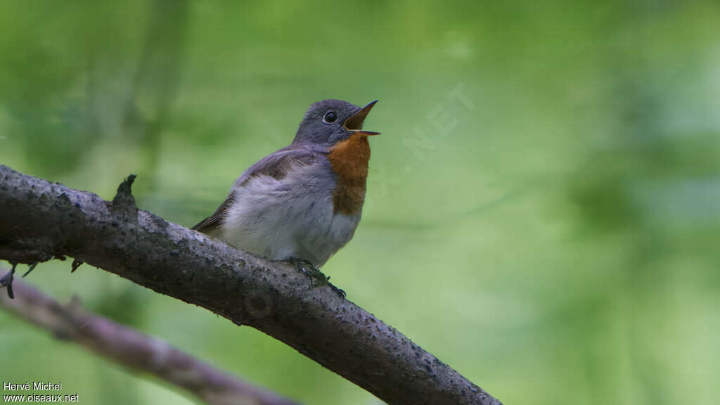 Red-breasted Flycatcher male adult breeding, habitat, song