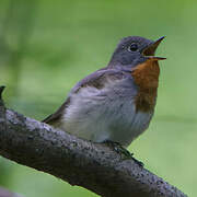 Red-breasted Flycatcher