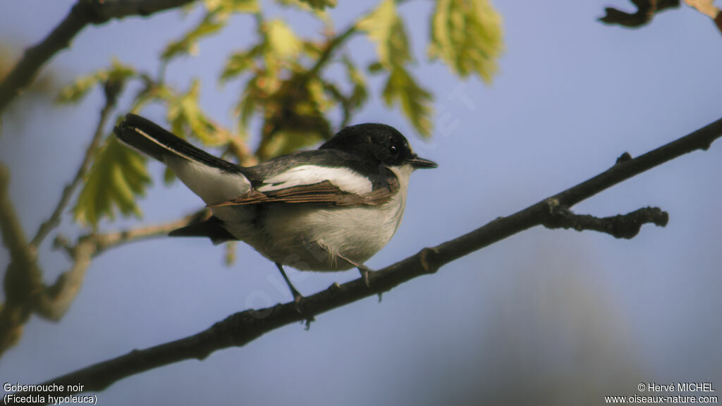 Gobemouche noir