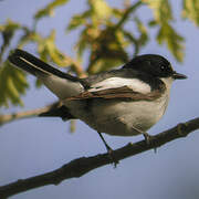 European Pied Flycatcher