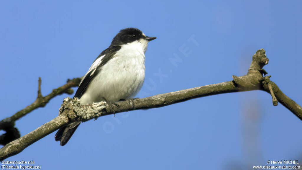 European Pied Flycatcher