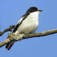 Gobemouche noir