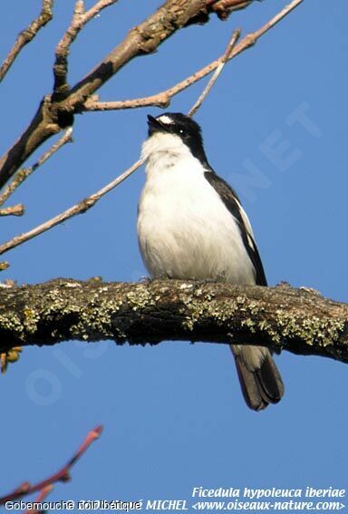 European Pied Flycatcher