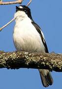 European Pied Flycatcher