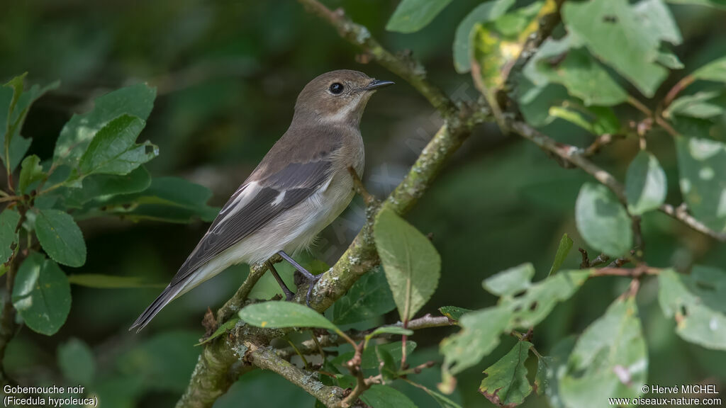 European Pied Flycatcherjuvenile