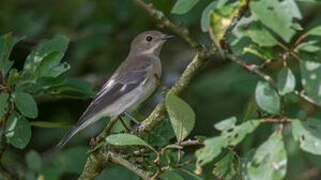 European Pied Flycatcher