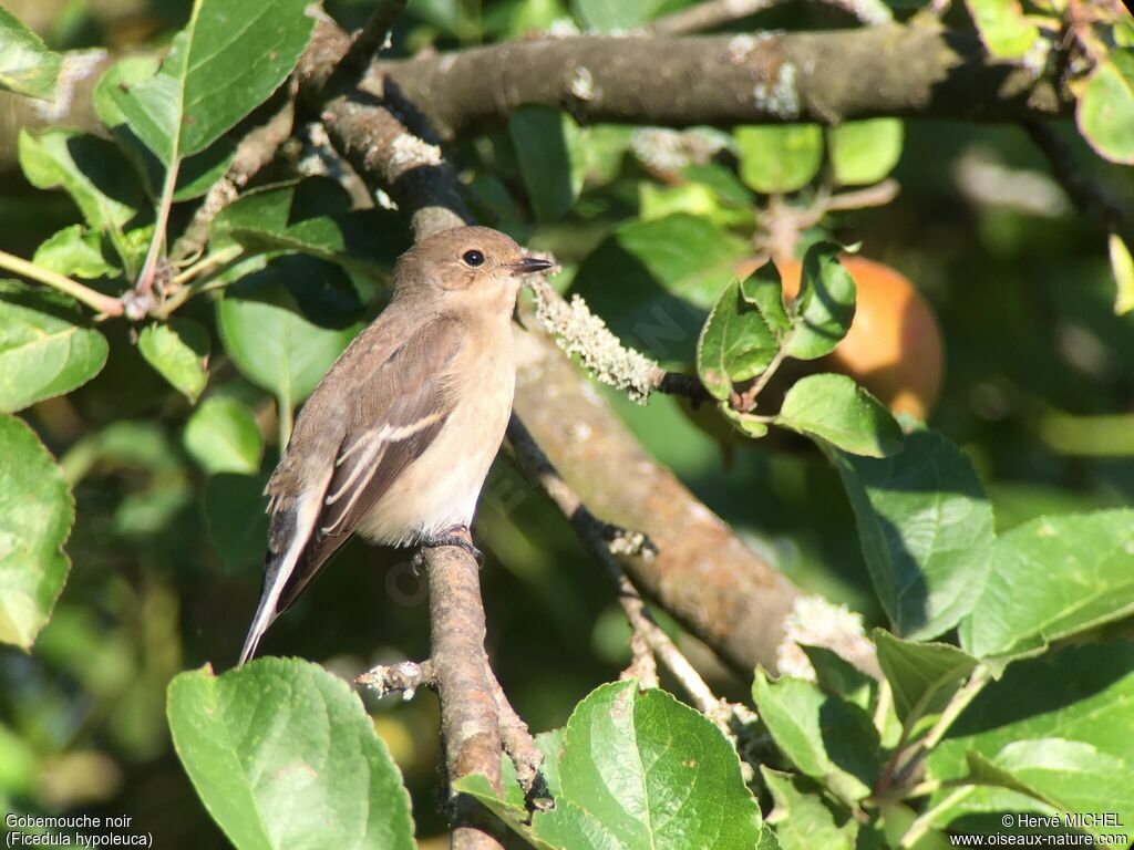 European Pied Flycatcher