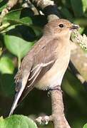 European Pied Flycatcher