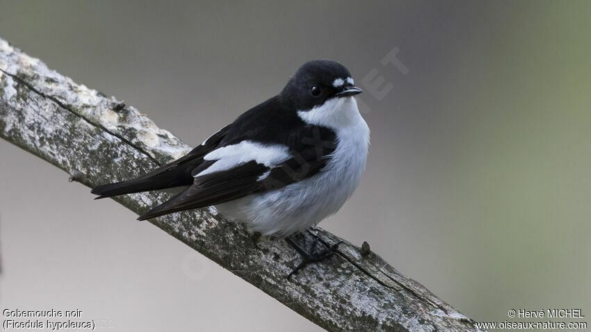 European Pied Flycatcher male adult breeding