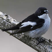 European Pied Flycatcher