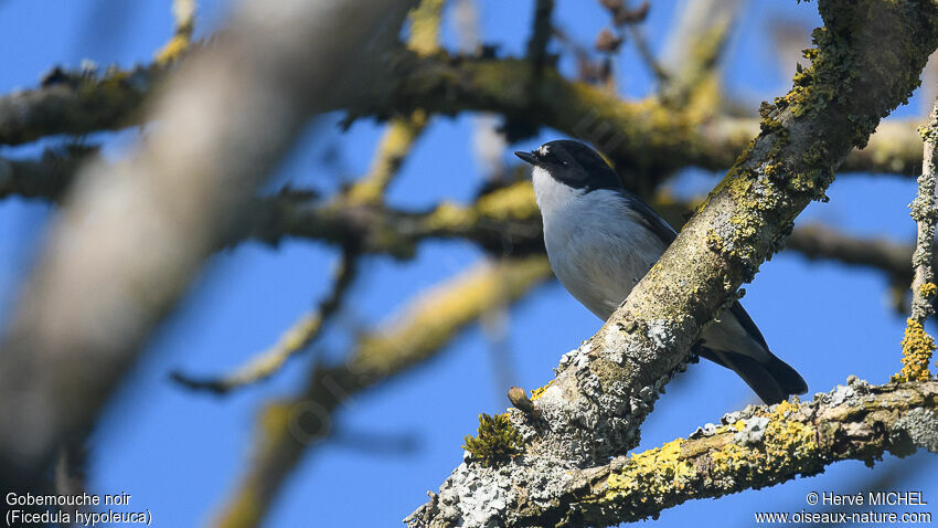 European Pied Flycatcher male adult