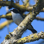 European Pied Flycatcher