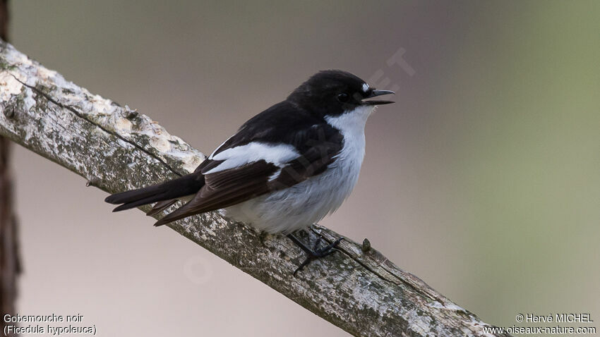 European Pied Flycatcher male adult