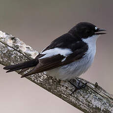 Gobemouche noir