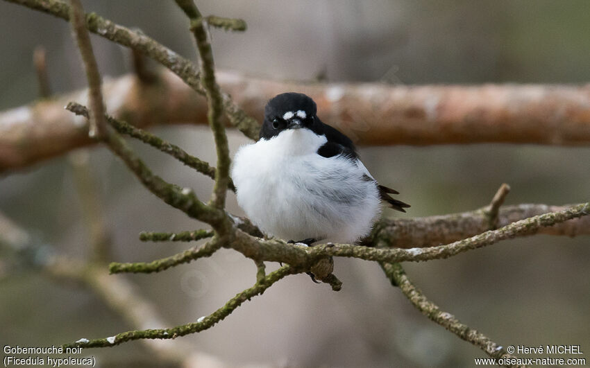 European Pied Flycatcher male adult breeding