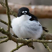 European Pied Flycatcher