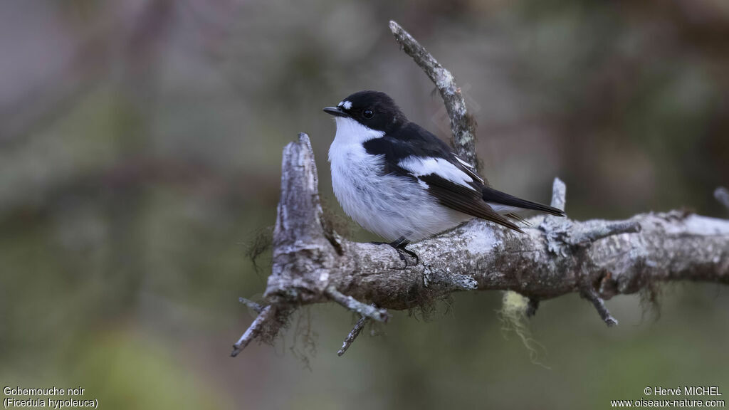 European Pied Flycatcher male adult breeding