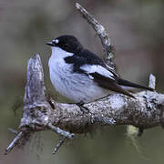 European Pied Flycatcher