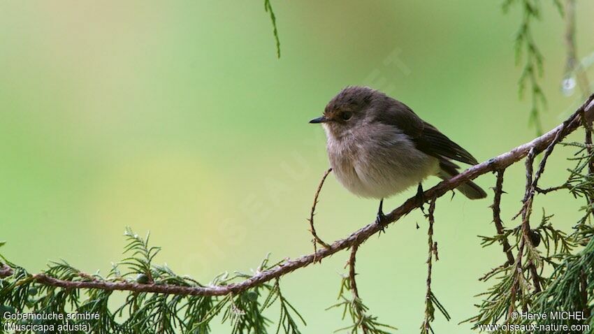 African Dusky Flycatcher