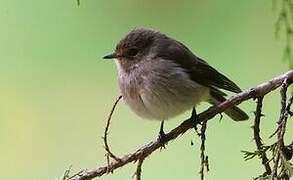 African Dusky Flycatcher