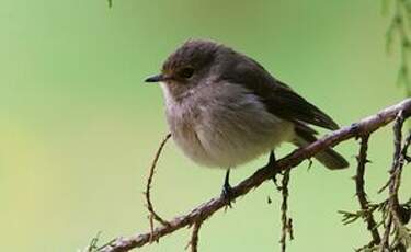 Gobemouche sombre