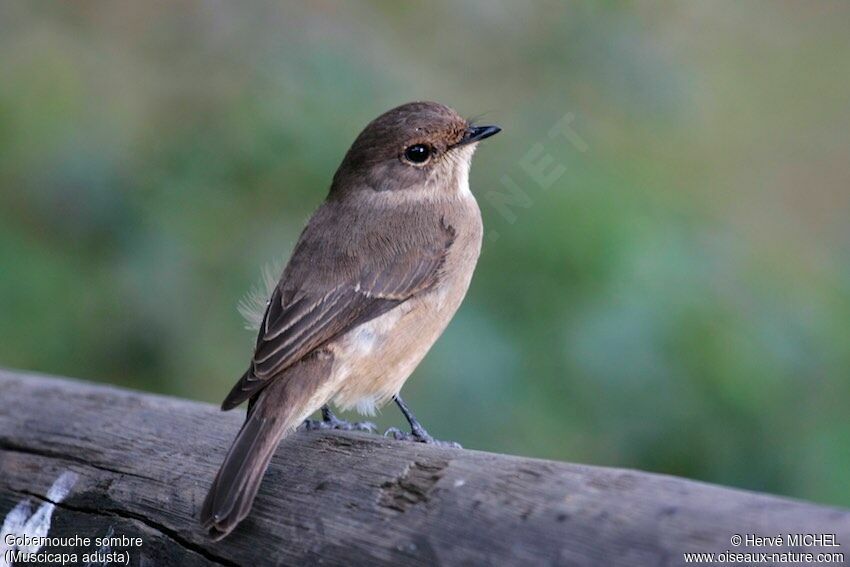 African Dusky Flycatcher