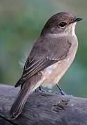 African Dusky Flycatcher