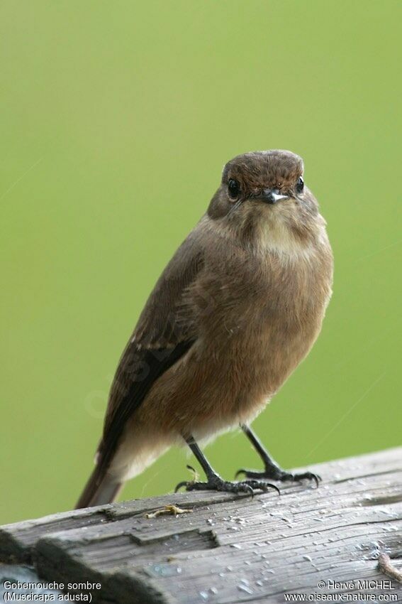 African Dusky Flycatcher