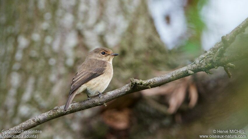 African Dusky Flycatcher