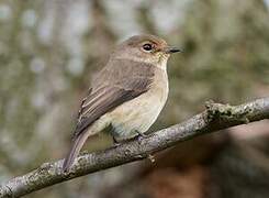 African Dusky Flycatcher