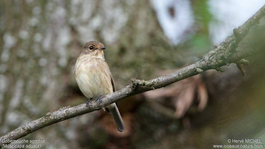 African Dusky Flycatcher