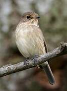 African Dusky Flycatcher