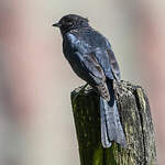 Gobemouche sud-africain