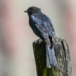 Gobemouche sud-africain