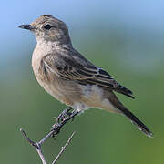 Chat Flycatcher