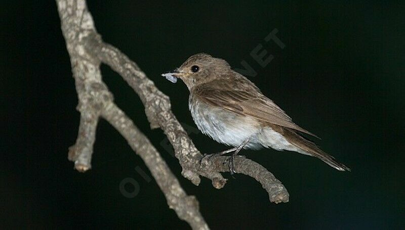 Mediterranean Flycatcheradult