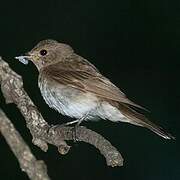 Mediterranean Flycatcher