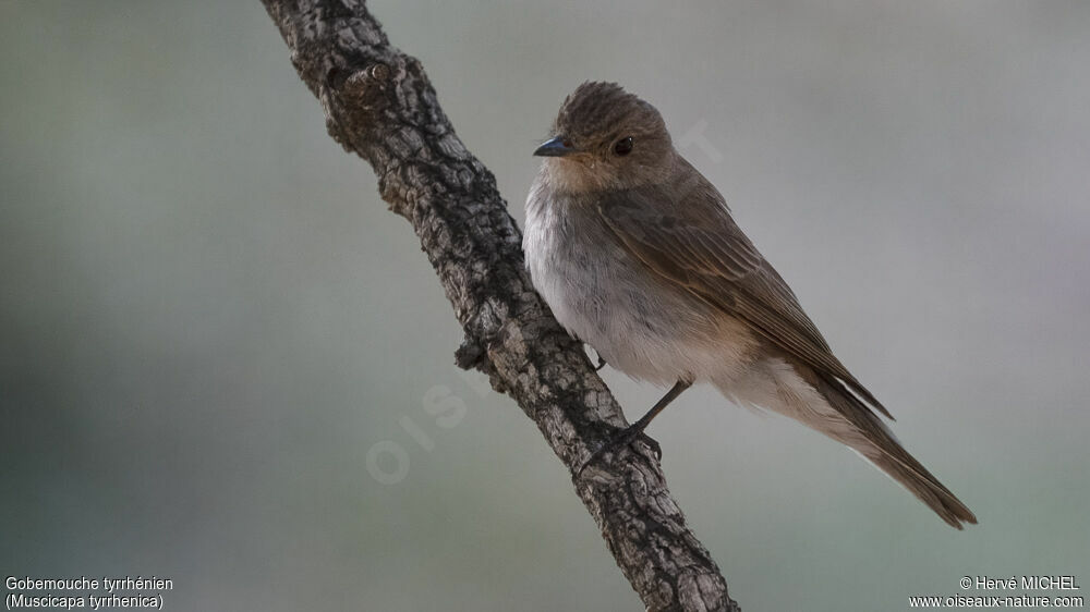 Mediterranean Flycatcherjuvenile