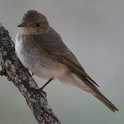 Mediterranean Flycatcher