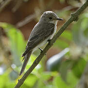 Mediterranean Flycatcher